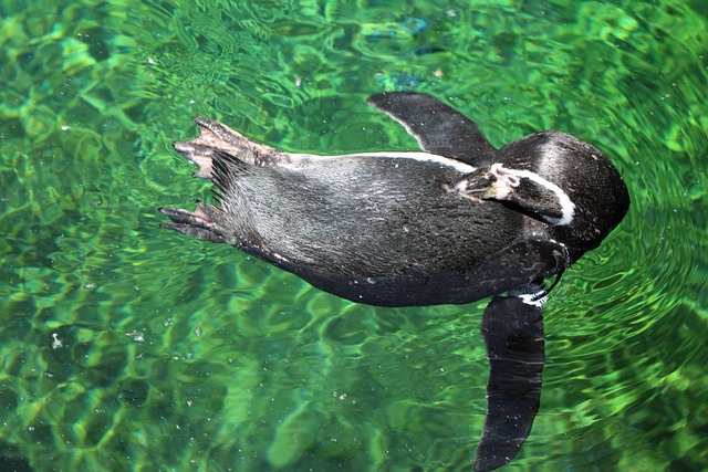 Pingüino, Natación, Nadar, Agua, Pájaro