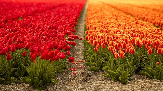 tulips, mac wallpaper, laptop wallpaper, beautiful wallpaper, flowers, 4k wallpaper, wallpaper 4k, 4k wallpaper 1920x1080, hd wallpaper, windows wallpaper, floral background, tulip fields, field of flowers, colorful, holland, flower background, netherlands, background, desktop backgrounds, agriculture, flora, bloom, free wallpaper, flower wallpaper, blossom, floriculture, wallpaper hd, full hd wallpaper, horticulture, botany, nature, free background, beautiful flowers, plants, cool backgrounds, flowering plants