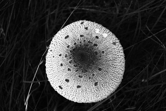 Toadstool Picture Mushroom Toadstool Nature - Free photo on Pixabay - Pixabay