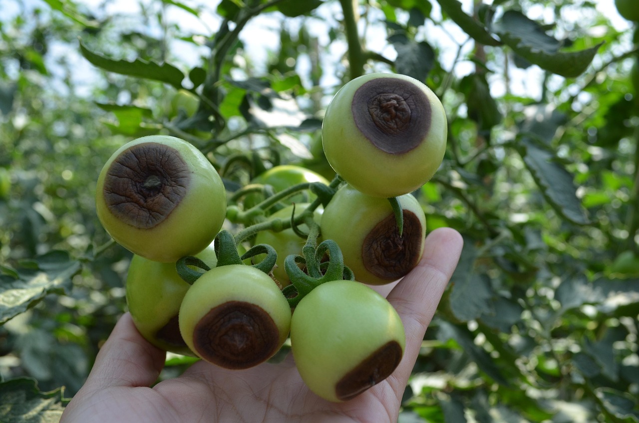 Tomato Calcium Nutrition Free photo on Pixabay Pixabay