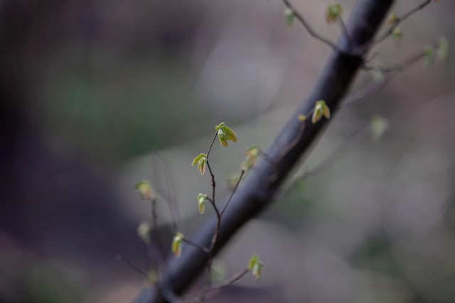 De Lente, Brochure, Tak, Natuur, Boom