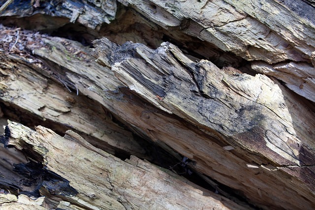 Textuur, Boom, Hout, Brandhout, Blaffen