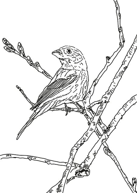 Vogel, Schwarz Und Weiß, Skizzieren