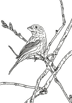 9800 Sketsa Gambar Burung Kutilang Terbaik