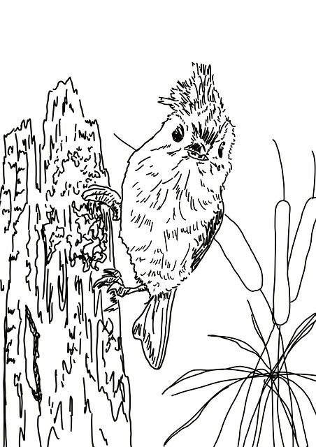 Vogel, Schwarz Und Weiß, Skizzieren