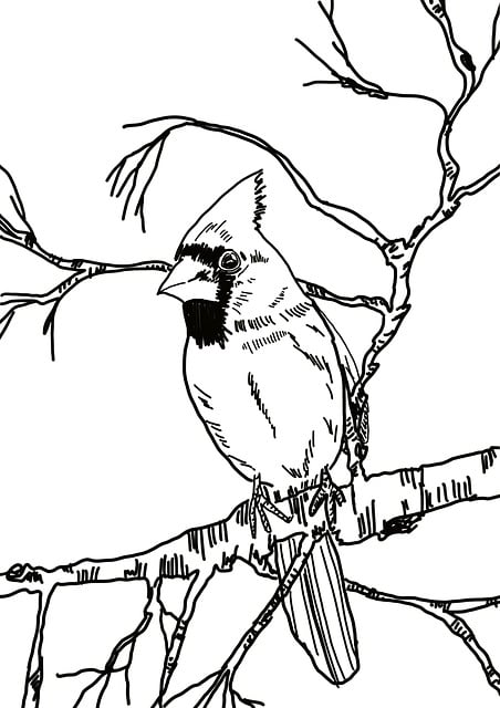 Vogel, Schwarz Und Weiß, Skizzieren