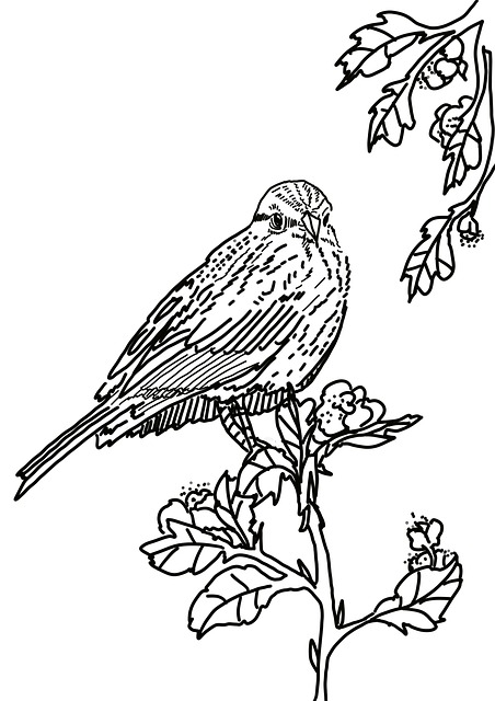 Vogel, Schwarz Und Weiß, Skizzieren