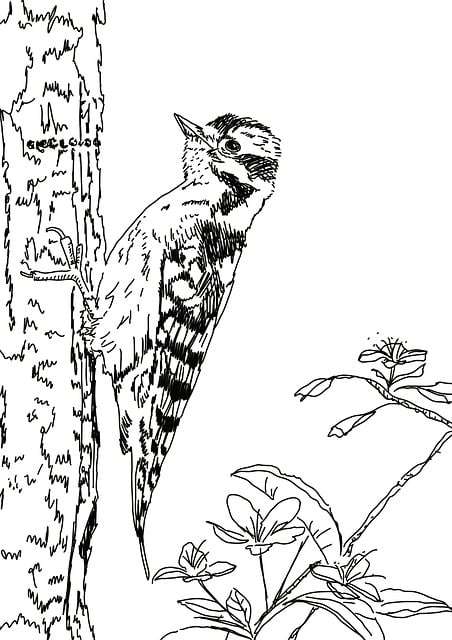 Vogel, Schwarz Und Weiß, Skizzieren
