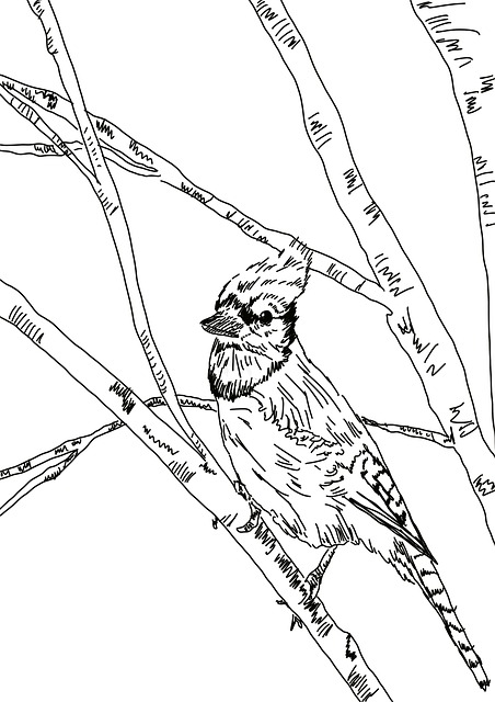 Vogel, Schwarz Und Weiß, Skizzieren