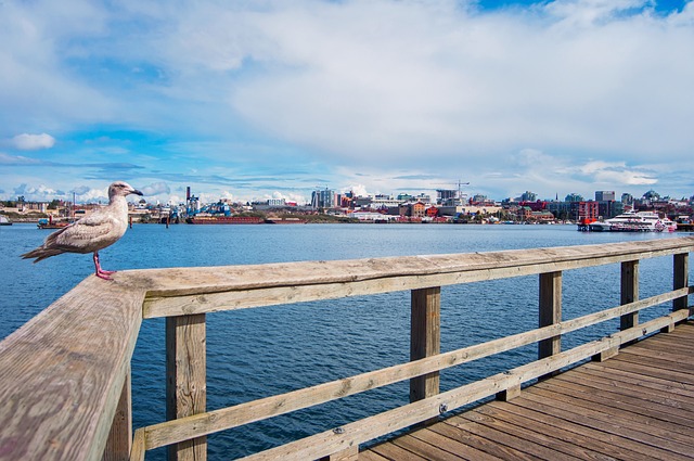 Free Seagull Pier photo and picture