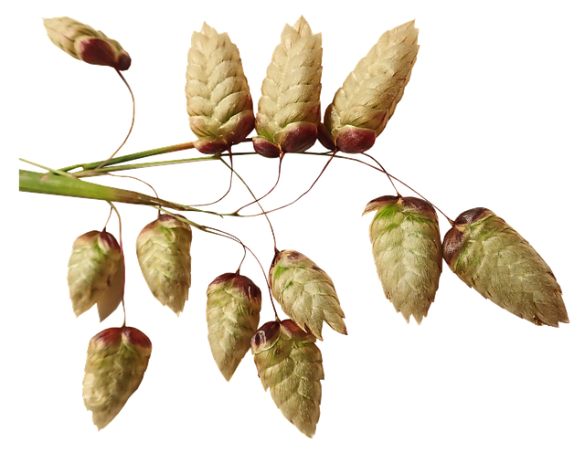Free grass seed briza illustration