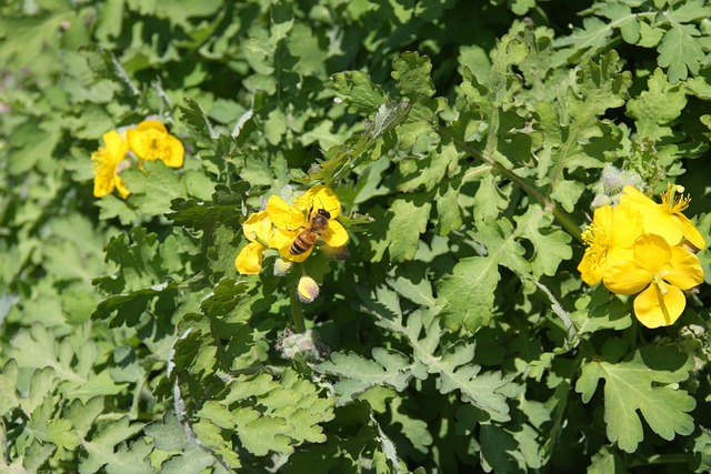Free Yellow Flower Bee photo and picture