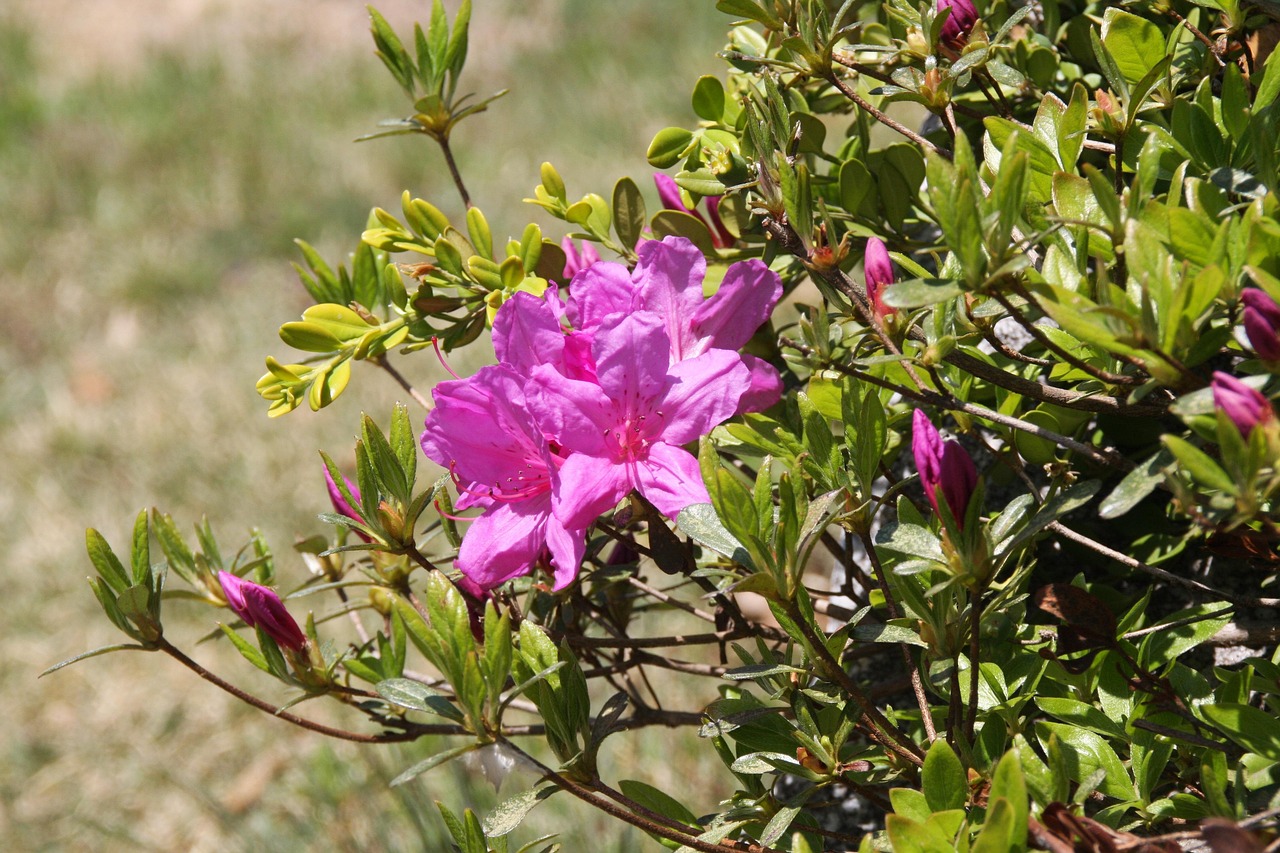 Free Azalea Flowers photo and picture