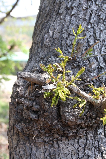 Free Bud New photo and picture