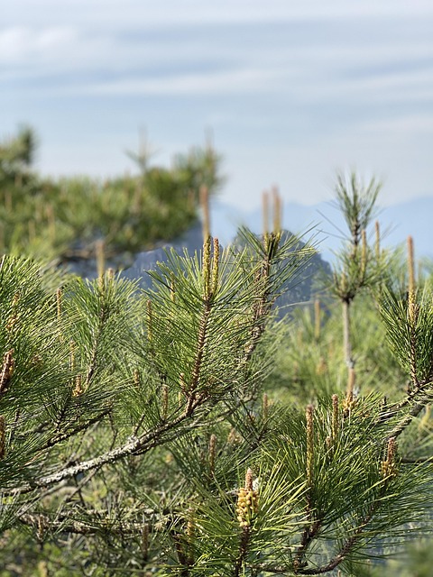 Pine Tree Leaf Green The - Free photo on Pixabay - Pixabay