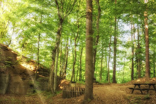 Wald, Natur, Wildnis, Draußen, Bäume