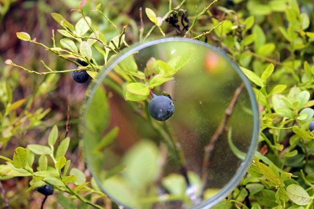 Spring Magnifying Glass 1,000+ Free Magnifier & Magnifying Glass Photos - Pixabay