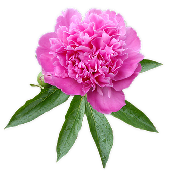 Pion, Blomst, Blossom, Pinse, Rosa