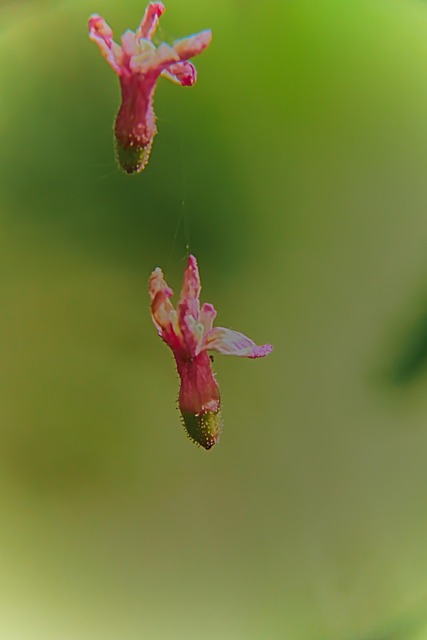 Free Flower Balance photo and picture