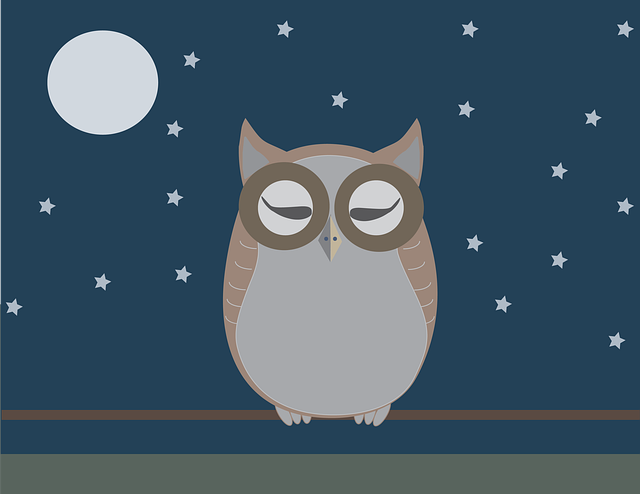 Free owl baykuş vektör illustration