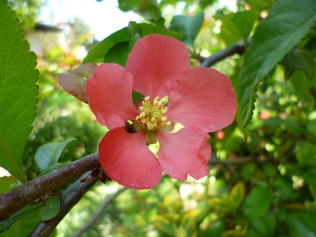 Japanse Kweepeer, Bloem, Natuur, Tuin