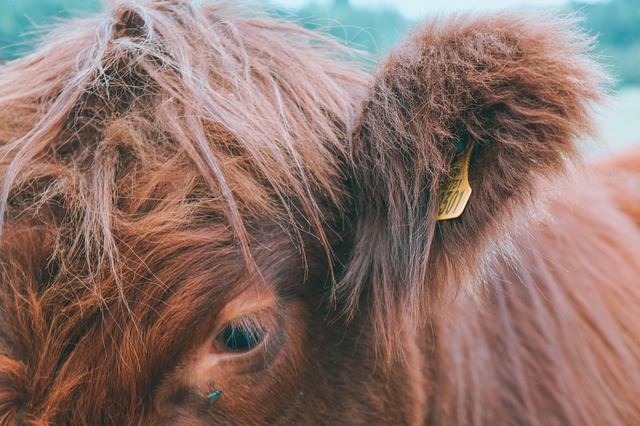 Vaca, Animal, Relva, Cativeiro