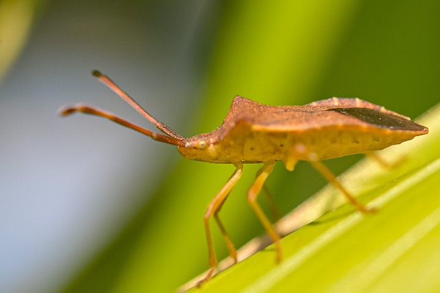 Bug Inseto Besouro Inseto - Foto gratuita no Pixabay - Pixabay