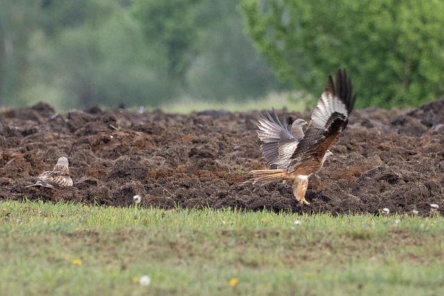 Free Nature Birds photo and picture