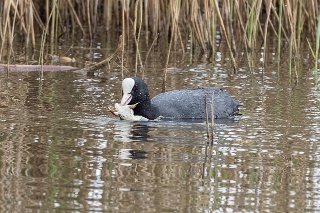 Free Nature Wildlife photo and picture