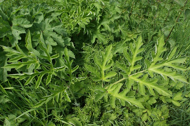 Verde, Ervas Daninhas, Planta, Natureza