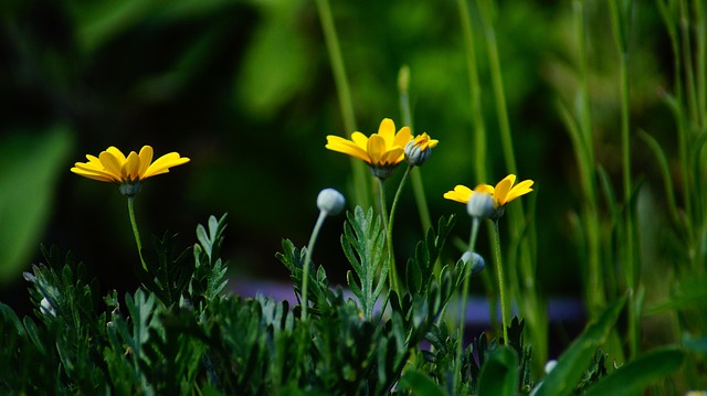 Amarelo, Flores, Natureza