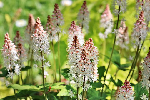 Lupiner, Fjeder, Blomst, Natur, Haven