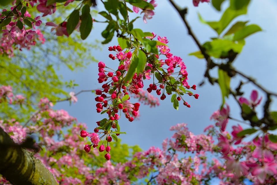 春天 树 分支 - Pixabay上的免费照片 - Pixabay