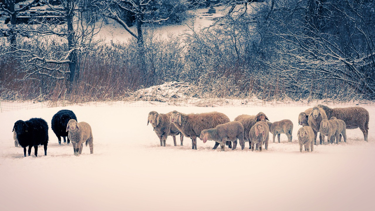 100以上の無料雪の羊&雪画像 - Pixabay
