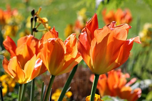 Tulipaner, Fjeder, Haven, Natur