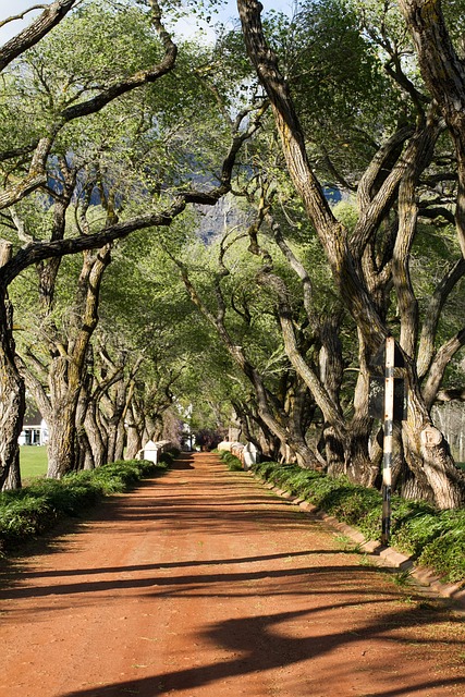 Free Trees Road photo and picture