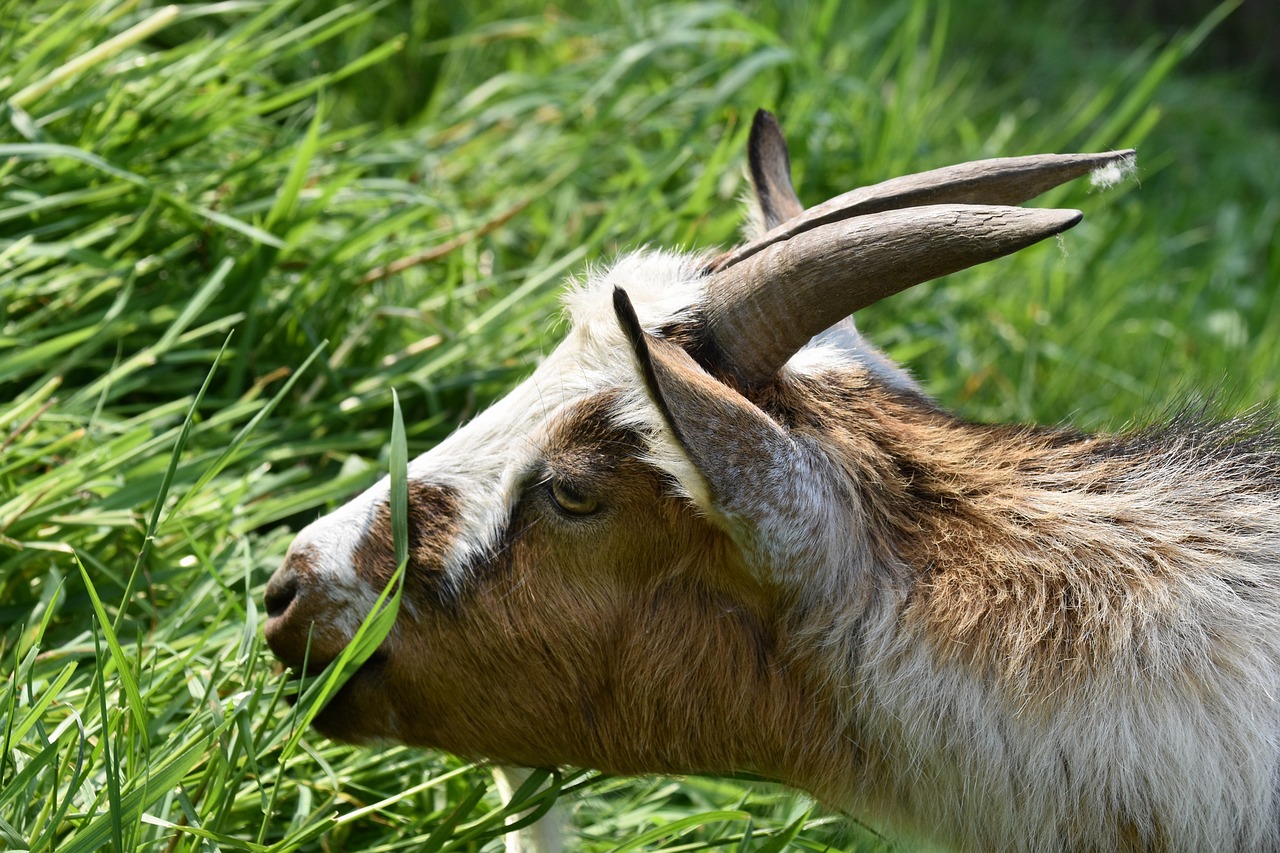 ヤギ 山羊の角 反芻動物 - Pixabayの無料写真 - Pixabay