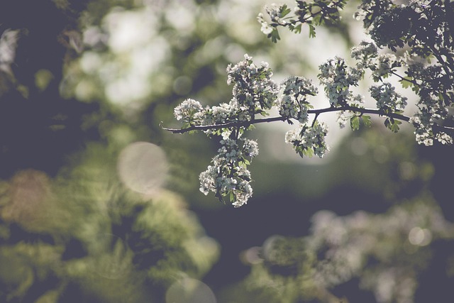 Free Spring Sun photo and picture
