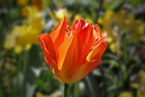 Tulipan, Fjeder, Blomstre, Farvet, Haven