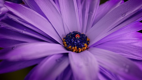 Free Bornholm Marguerite Marguerite photo and picture