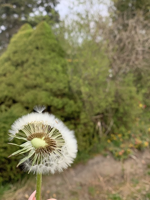 Free Dandelion Spring photo and picture