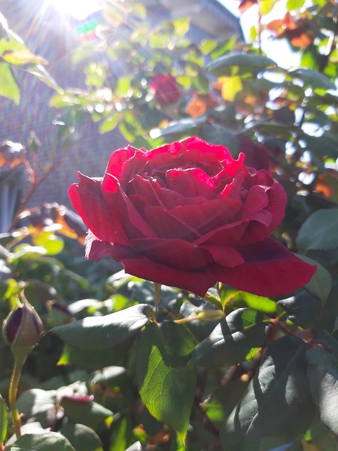 Free Rose Red photo and picture