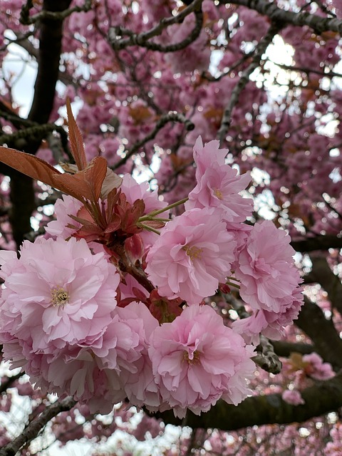 Free Sakura Japan photo and picture