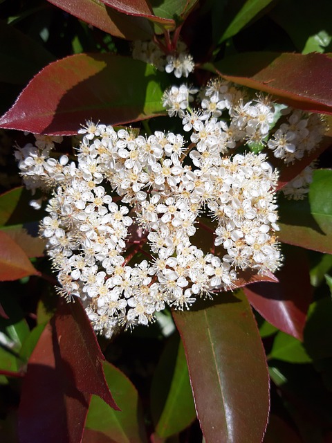 Free Blossoms White photo and picture