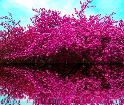 Free Cherry Blossom Prague photo and picture