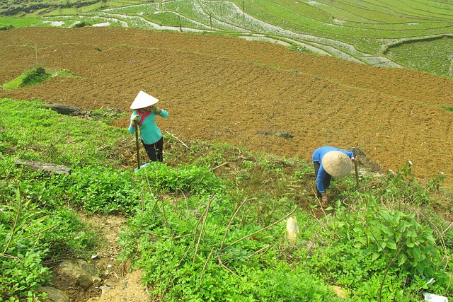 Free Camboya Rice photo and picture