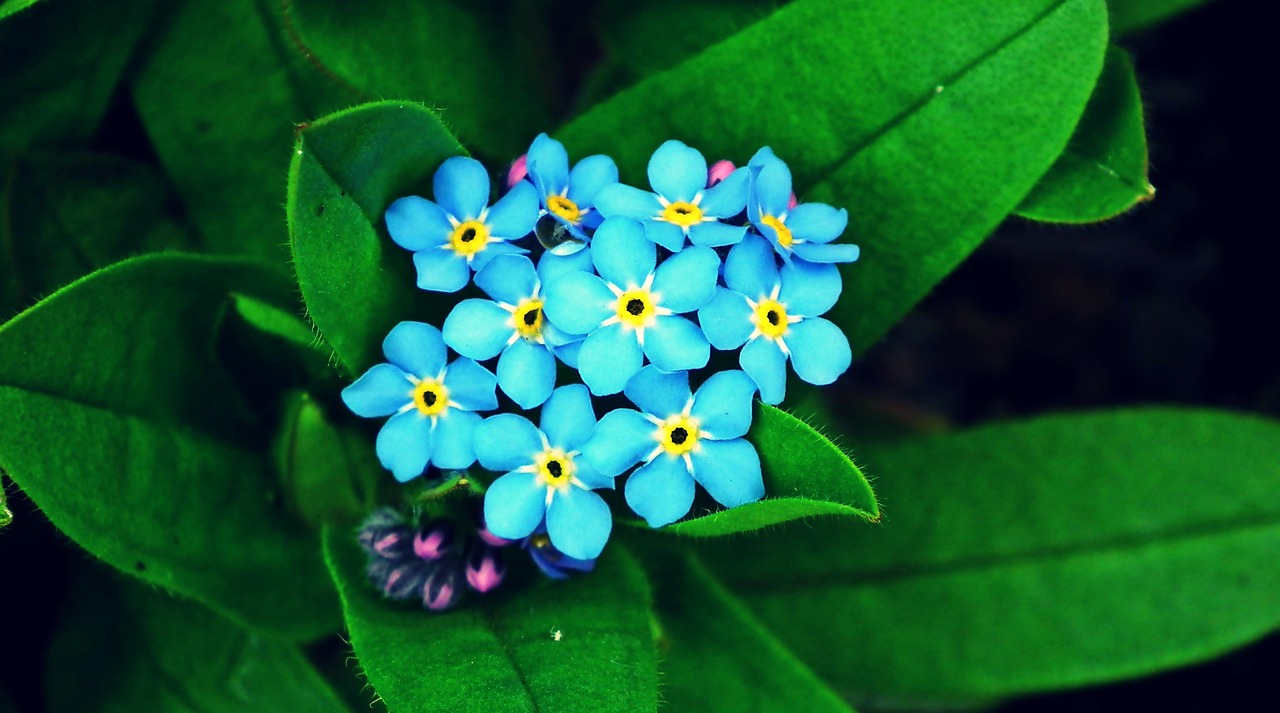 Spring Not Flowers Forget-Me-Nots Flowers Spring - Free photo on Pixabay - Pixabay