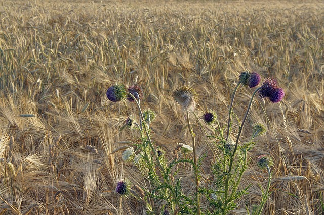 Free Grain Field photo and picture