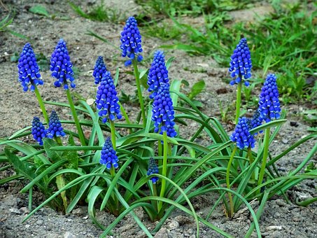 Free Flowers Beautiful Flowers photo and picture
