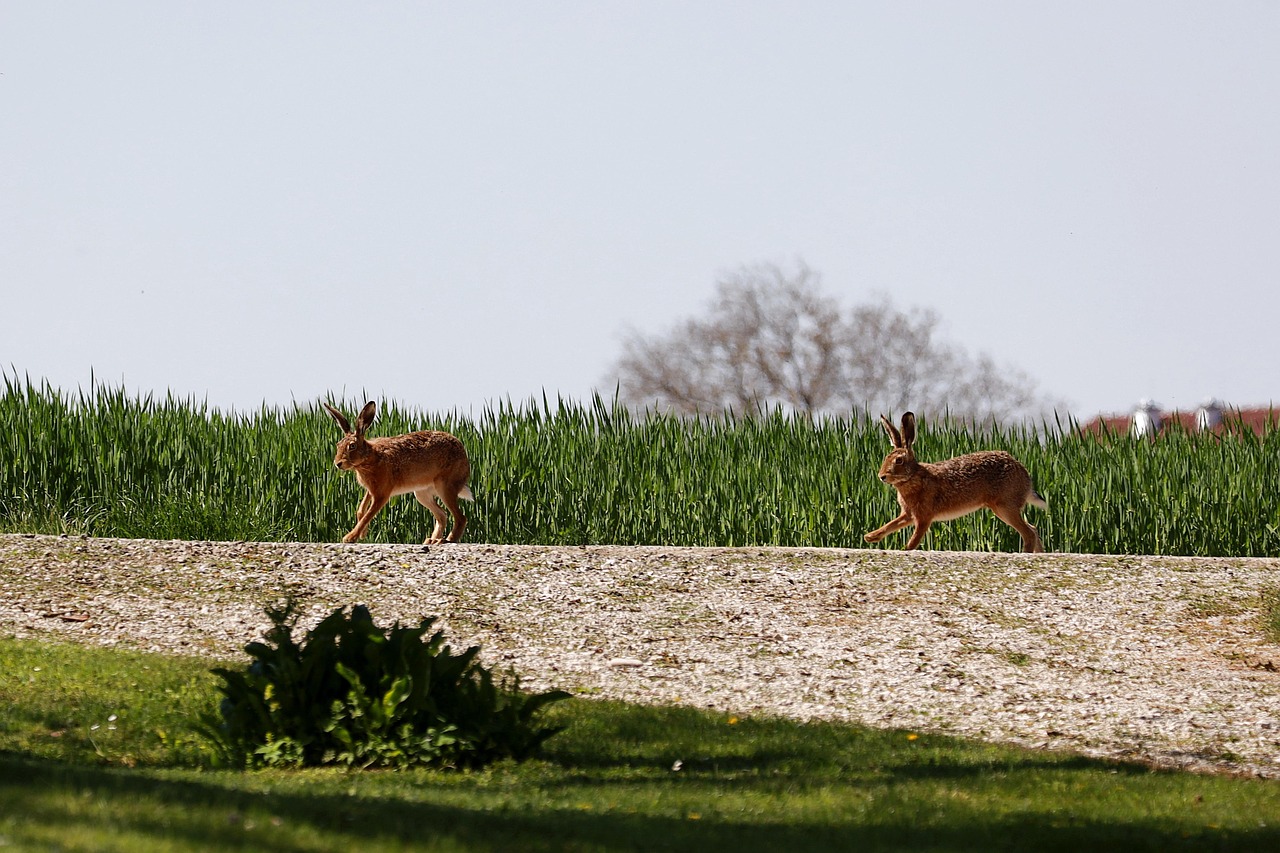 Hare - free online jigsaw puzzle photo